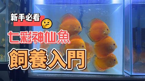 七彩神仙魚飼養入門|七彩神仙魚飼養入門